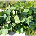 свежие берёзовые ветки